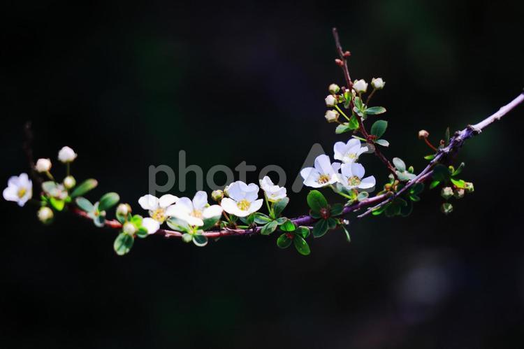 春の訪れとユキヤナギの白い花 花,春,ユキヤナギの写真素材