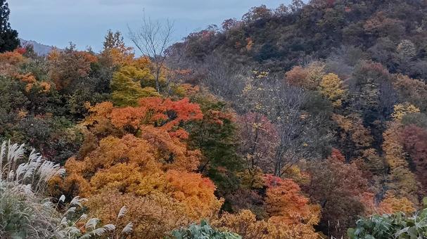 魚沼スカイラインの紅葉 紅葉,魚沼スカイライン,秋の写真素材