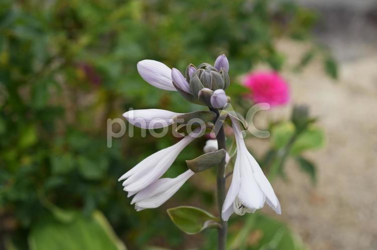 ギボウシ（擬宝珠） ギボウシ,擬宝珠,夏の花の写真素材