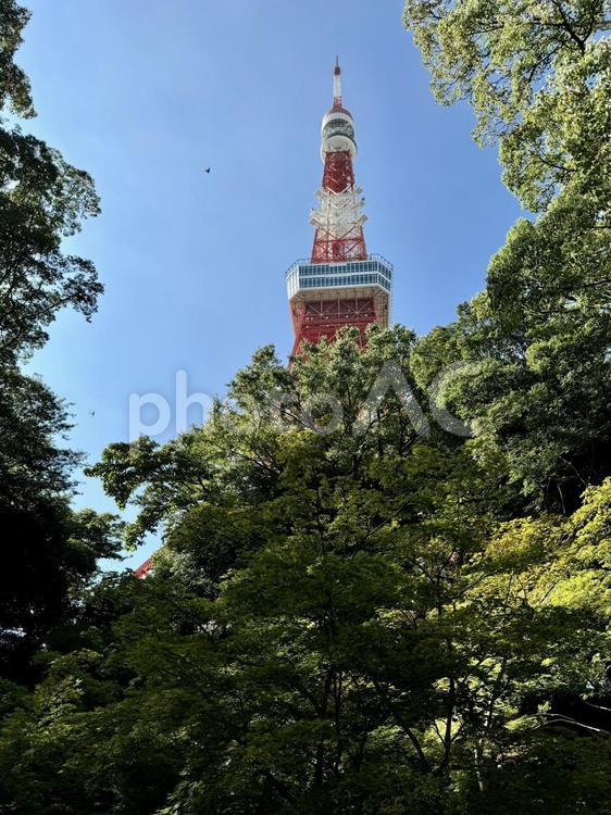 芝公園もみじ谷からの東京タワー 東京タワー,芝公園,東京の写真素材