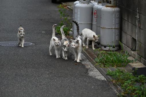 走島のにゃんこ達 哺乳類,癒される,猫の写真素材