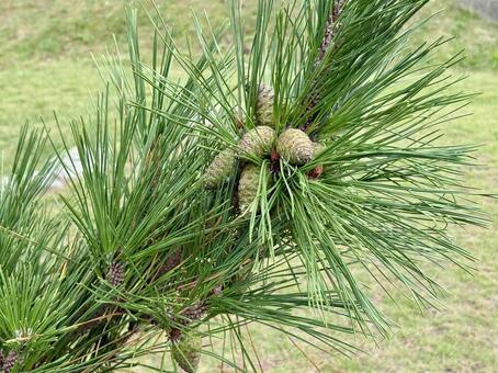 海岸の青い松ぼっくり 松ぼっくり,松,木の写真素材
