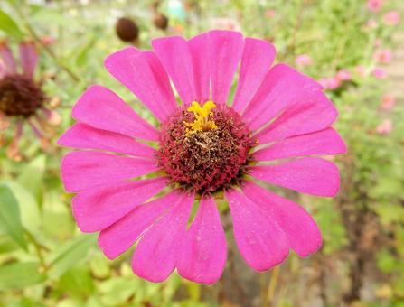 【花の写真】 ヒャクニチソウ(百日草) 【花の写真】 ヒャクニチソウ(百日草)の写真