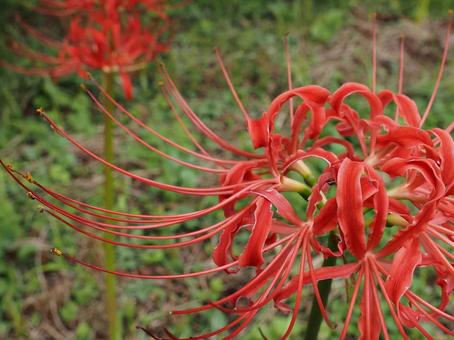 季節の花・彼岸花(曼珠沙華) 季節の花・彼岸花(曼珠沙華)の写真