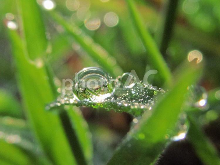 水滴と緑の葉と朝の光 水滴,すいてき,waterの写真素材
