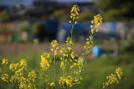 菜の花の写真