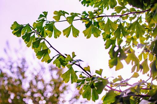 空に伸びるイチョウの葉の写真