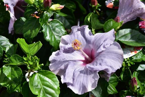 ハイビスカス  ハイビスカス,花,はなの写真素材