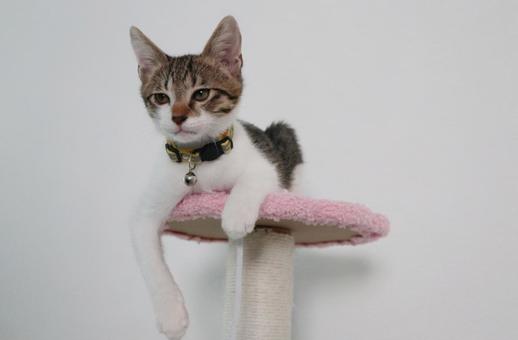 子猫G 子猫,ねこ,ネコの写真素材