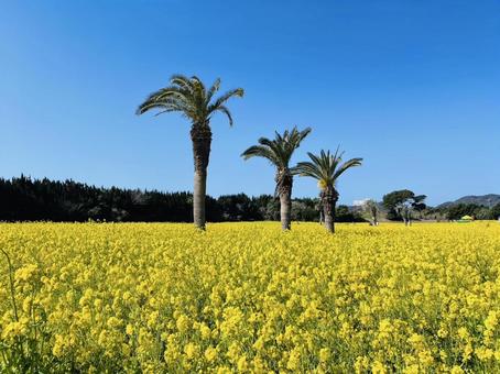 渥美半島の菜の花／愛知の写真