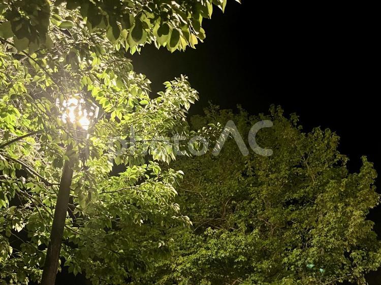 夜の木と明かり 木,夜,ライトの写真素材