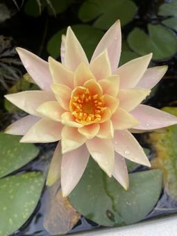 睡蓮 睡蓮 植物,ビオトープ,花の写真素材