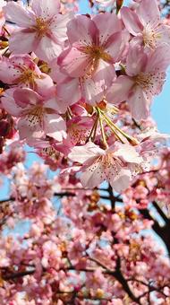 桜 桜の写真
