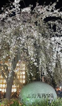 夜桜 夜桜の写真