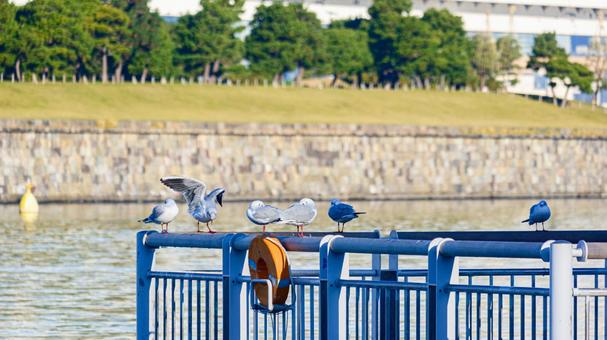フェンスの上に集まるゆりかもめ ゆりかもめ,鳥,野鳥の写真素材