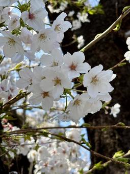 桜の花 桜の花 春,桜,サクラの写真素材