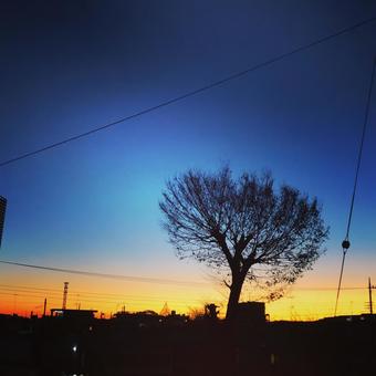 冬の朝焼けに浮かぶシルエットの木 自然,風景,朝日の写真素材