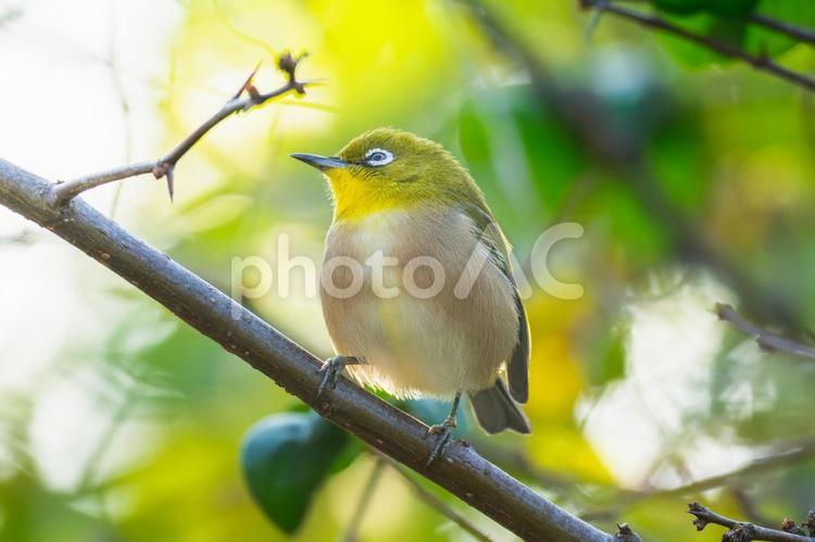 枝にとまるメジロ メジロ,野鳥,鳥の写真素材