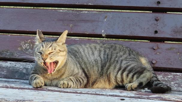 牙も舌も立派な気力溢れるもふもふな猫 猫,キジトラ,牙の写真素材