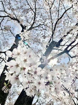 見上げる桜 見上げる桜の写真