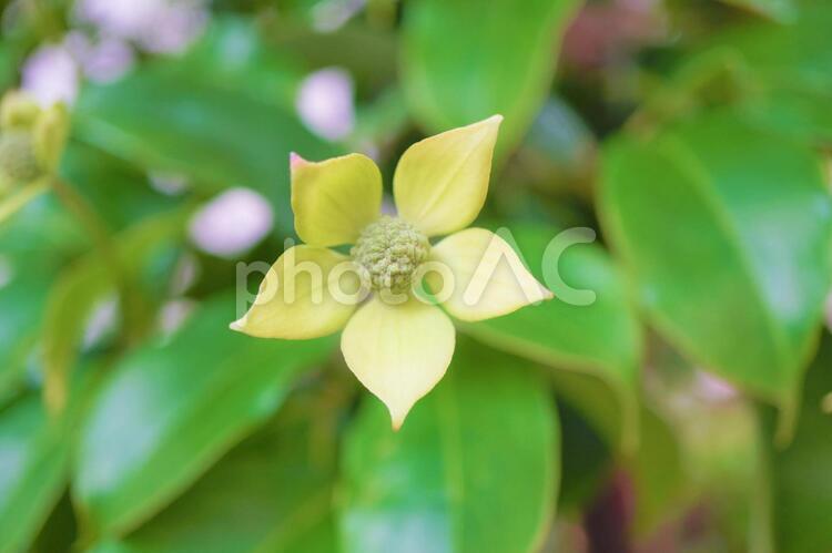 五枚ヤマボウシ ヤマボウシ,花びら,花弁の写真素材