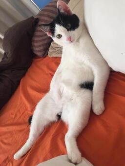 りラックス猫 りラックス猫の写真