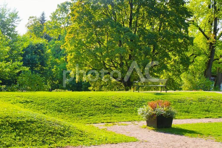 北鴎の美しい公園 公園,緑,木々の写真素材