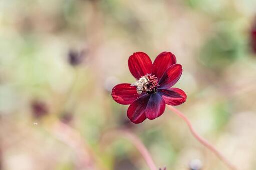 チョコレートコスモスに止まる蜜蜂 チョコレートコスモス,蜜蜂,花の写真素材