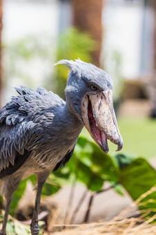 ハシビロコウ ハシビロコウ ハシビロコウ,動物,嘴広鸛の写真素材