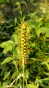 エノコログサの一種キンエノコロ エノコログサの一種キンエノコロの写真