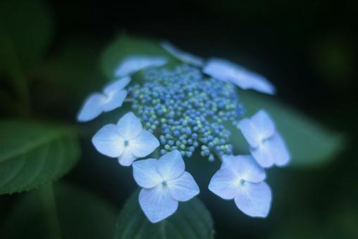 あじさい(英名 hydrangea) あじさい(英名 hydrangea)の写真