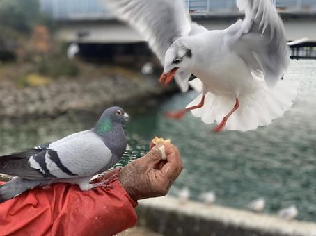 手乗り鳩とカモメ 鳥,鳩,カモメの写真素材