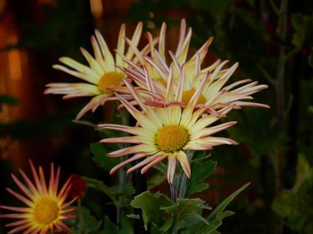 【風景写真】福山菊花展覧会の風景 キク,菊,菊花展の写真素材