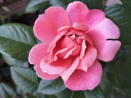Photo, rose, pink vintage, drew, 