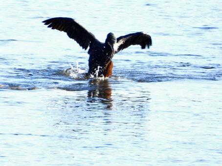 葉っぱ咥えたまま飛び上がる川鵜 葉っぱ咥えたまま飛び上がる川鵜の写真