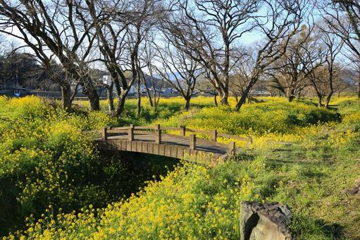 Rape blossoms on the banks of the Oda River, Uchiko Town, Ehime Prefecture, JPG Rape blossoms on the banks of the Oda River, Uchiko Town, Ehime Prefecture, JPG