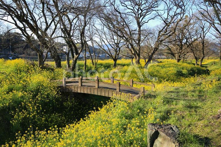 愛媛県内子町　小田川河川敷の菜の花 菜の花,花,黄色の写真素材