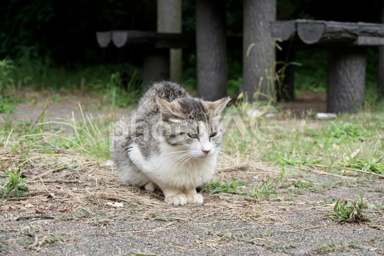 警戒する野良猫 猫,ねこ,ネコの写真素材