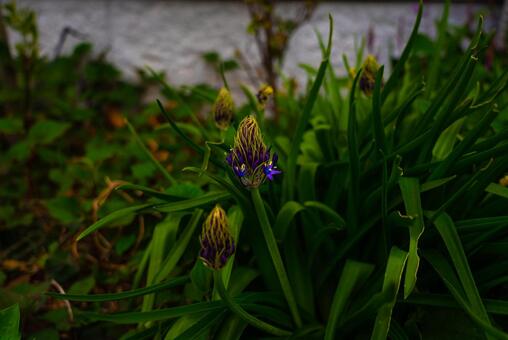 緑の葉に抱かれた紫の花 花,蕾,紫の写真素材