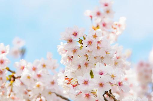 青空に映える満開の桜 17 桜,ソメイヨシノ,サクラの写真素材