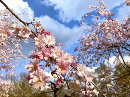 満開の枝垂桜 桜,枝垂桜,ピンクの写真素材