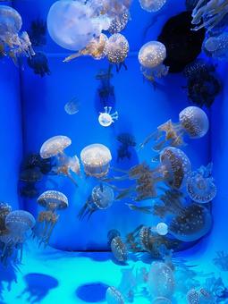 くらげ クラゲ,海,海月の写真素材