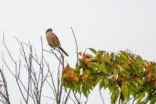 モズ(29) モズ(29)の写真