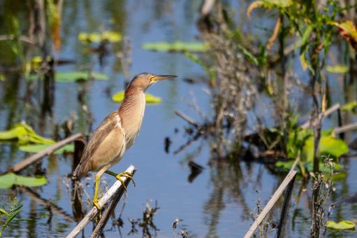 Photo, bird, yellow bittern, wild bird, 