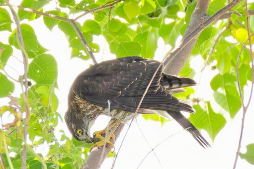 バッタを食べるツミの幼鳥 ツミ,雀鷹,幼鳥の写真素材