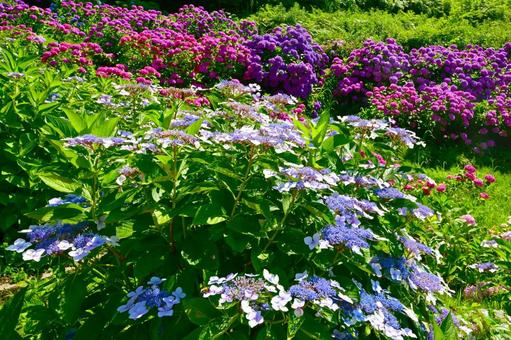 Photo, নীলাবা গোলপি পুষ্পপ্রসু গুল্মবিশেষ, নীলাবা গোলপি পুষ্পপ্রসু গুল্মবিশেষ গ্রামে, নীলাবা গোলপি পুষ্পপ্রসু গুল্মবিশেষ ফেস্টিভাল, 