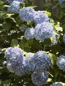 紫の 紫陽花 アジサイ 紫の 紫陽花 アジサイの写真