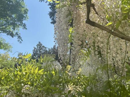 白い藤の花 藤棚,藤の花,藤の写真素材