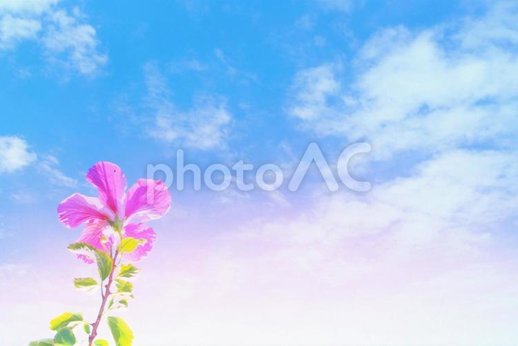 ハイビスカスと淡い夏空のイメージ素材 ハイビスカス,青空,夏休みの写真素材