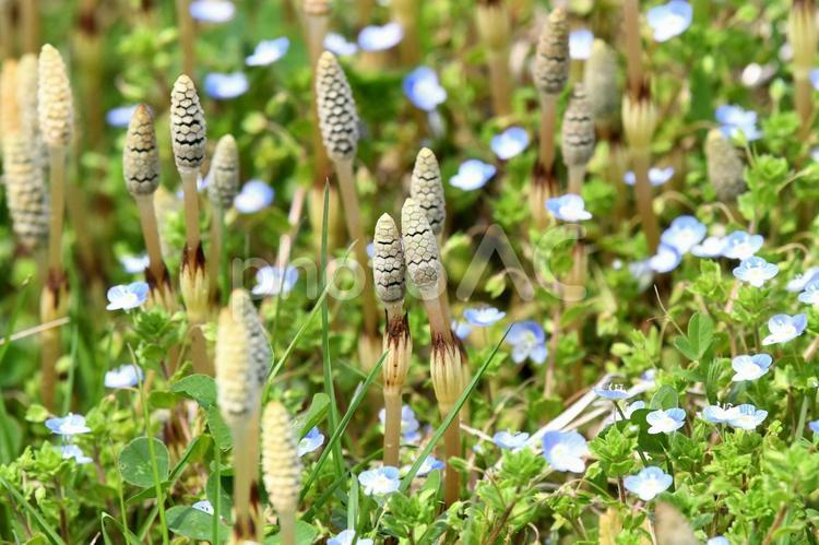 かわいいつくし つくし,かわいい,春の写真素材